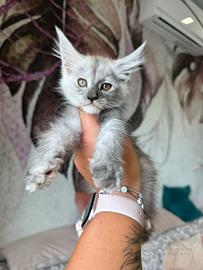 Ultime cucciole Maine Coon dolcissime