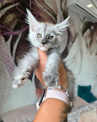 Ultime cucciole Maine Coon dolcissime