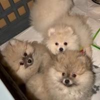 Volpino di Pomerania/ Spitz tedesco nano