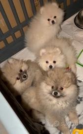 Volpino di Pomerania/ Spitz tedesco nano