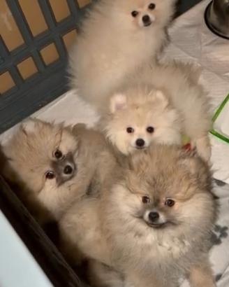 Volpino di Pomerania/ Spitz tedesco nano