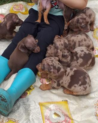 Bassotto arlecchino cioccolato cuccioli