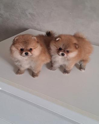 Spitz pomerania toy