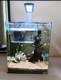 acquario