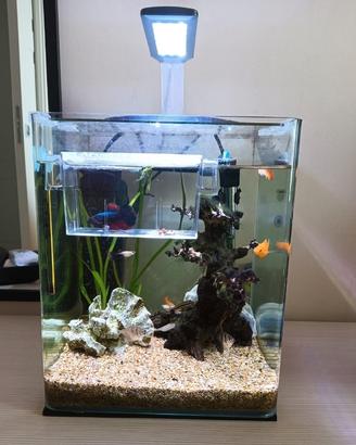 acquario