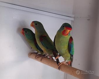 Pappagallo parrocchetto veloce