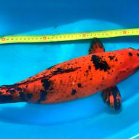 KOI carpa carpe HI UTSURI 50 cm