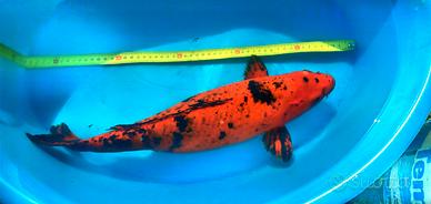 KOI carpa carpe HI UTSURI 50 cm