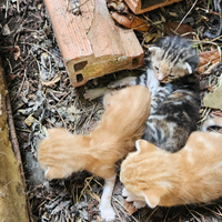 Gettini piccoli di una settimana