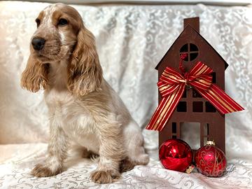 Stupenda cucciola cocker spaniel inglese