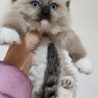 Cucciolata ragdoll varie colorazioni