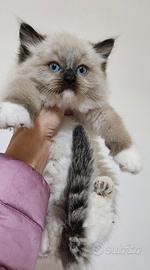 Cucciolata ragdoll varie colorazioni