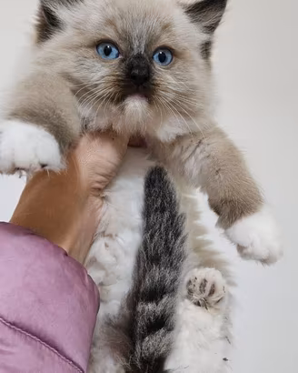 Cucciolata ragdoll varie colorazioni