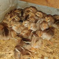 Pulcini livornese collo oro di 10 giorni