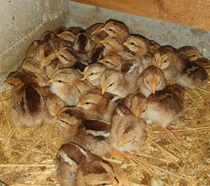 Pulcini livornese collo oro di 10 giorni