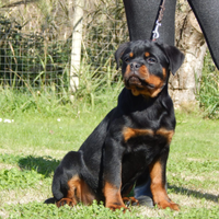 Femminucce di rottweiler con pedigree