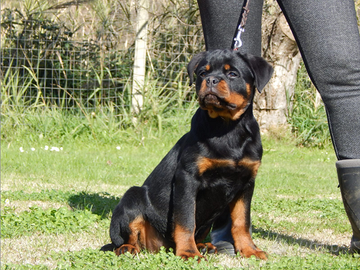 Femminucce di rottweiler con pedigree
