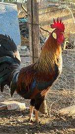 Pulcini Livorno collo oro