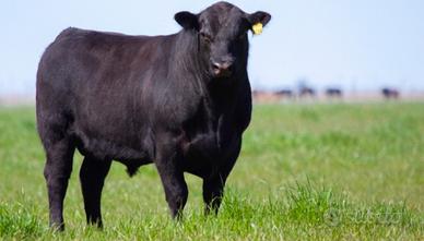 Black Angus