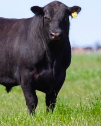 Black Angus