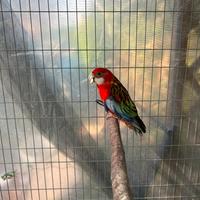Rosella comune ventre rosso