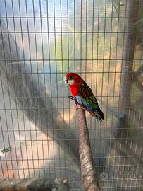 Rosella comune ventre rosso