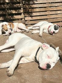 dogo argentino e Pitbull 