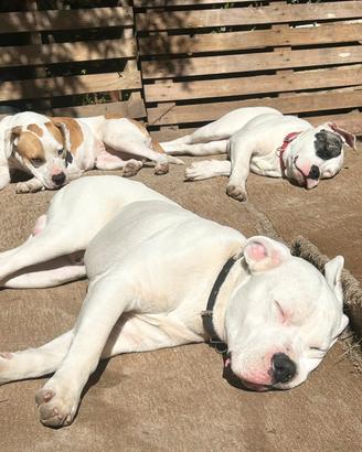 dogo argentino e Pitbull 