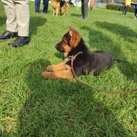 Cuccioli di pastore tedesco