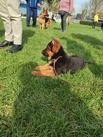 Cuccioli di pastore tedesco