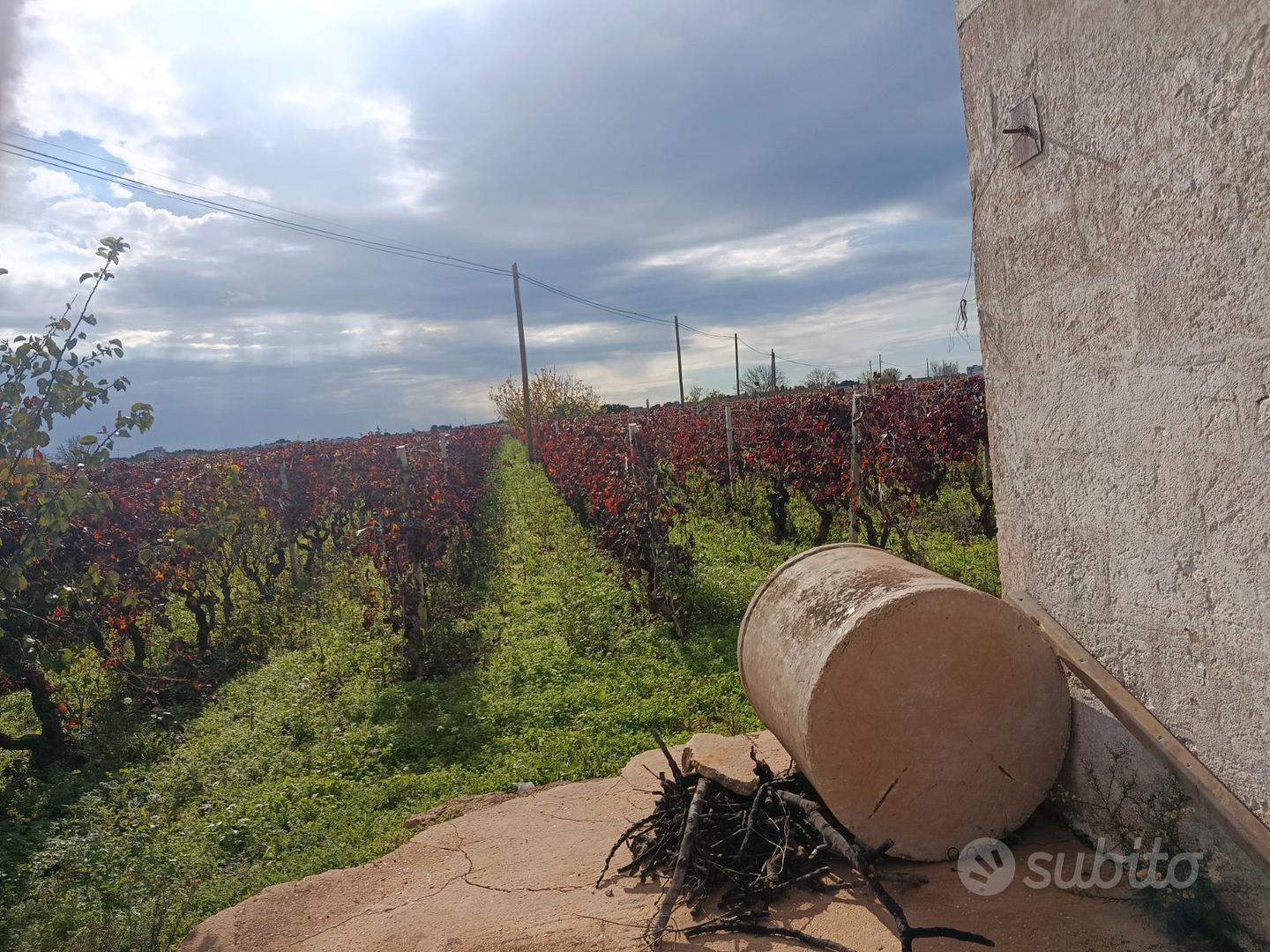 Terreno di due ettari con vigneto - Vista 2