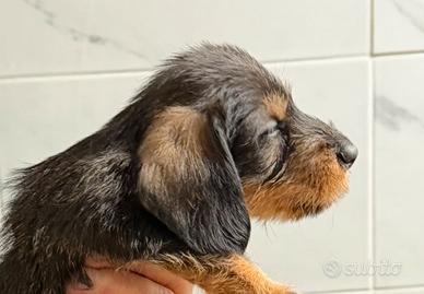 Bassotti a pelo duro