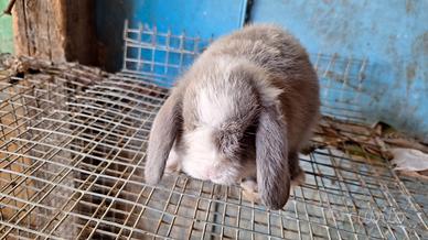 Coniglietti nani ariete