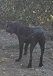 Cane Corso