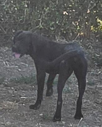 Cane Corso