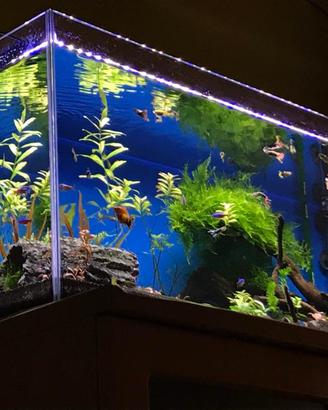 Vasca acquario extrachiaro