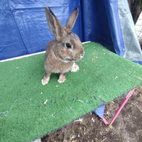 Coniglio nano