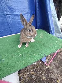 Coniglio nano