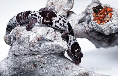 Coppia african fat tail (geco dalla coda grassa)
