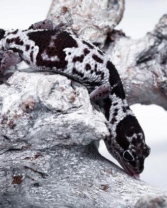 Coppia african fat tail (geco dalla coda grassa)