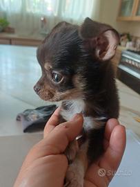 Cucciolo di chihuahua mini cioccolato