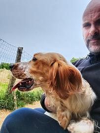 Setter inglese