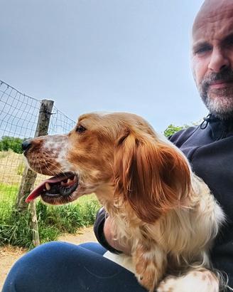 Setter inglese