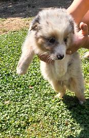 Cuccioli pastore australiano australian shepherd