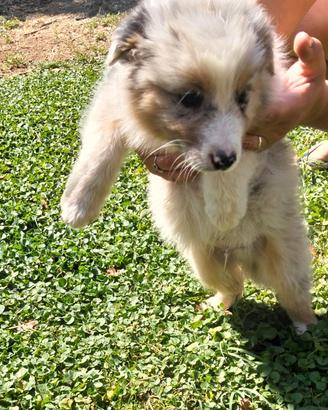 Cuccioli pastore australiano australian shepherd