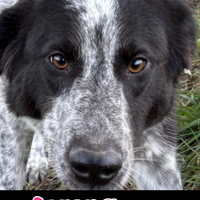 Serena 1 anno taglia media