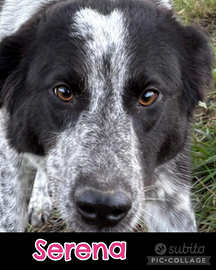 Serena 1 anno taglia media