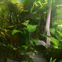Pianta acquario Anubias