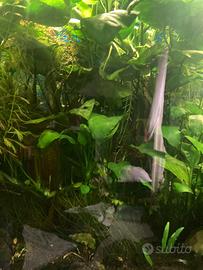 Pianta acquario Anubias