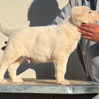 Cucciolo Maschio Bianco Alabai Asia Centrale
